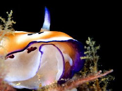 "chromodoris leopardus" at least the head of this nudibra... by Henry Jager 